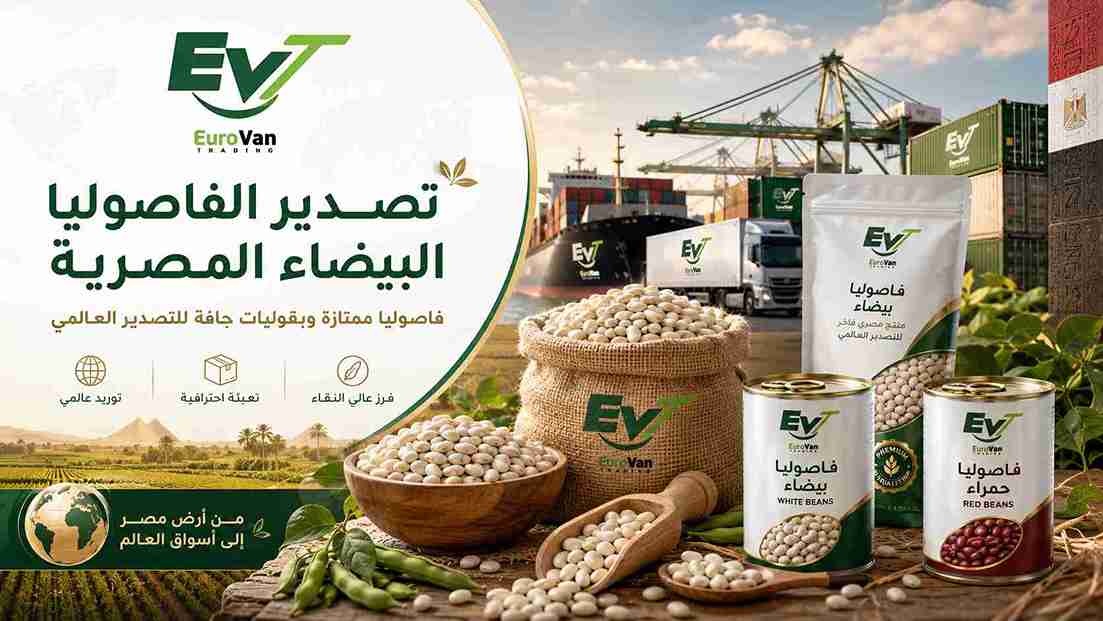 فاصوليا بيضاء مصرية جاهزة للشحن الدولي