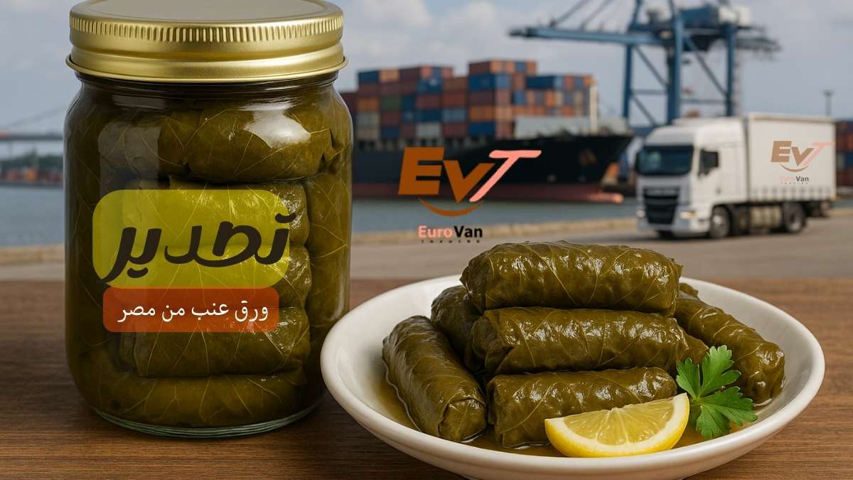 🌿 تصدير ورق عنب فاخر يوروفان تريدنج.. موردك الأول لورق العنب المصري إلى العالم