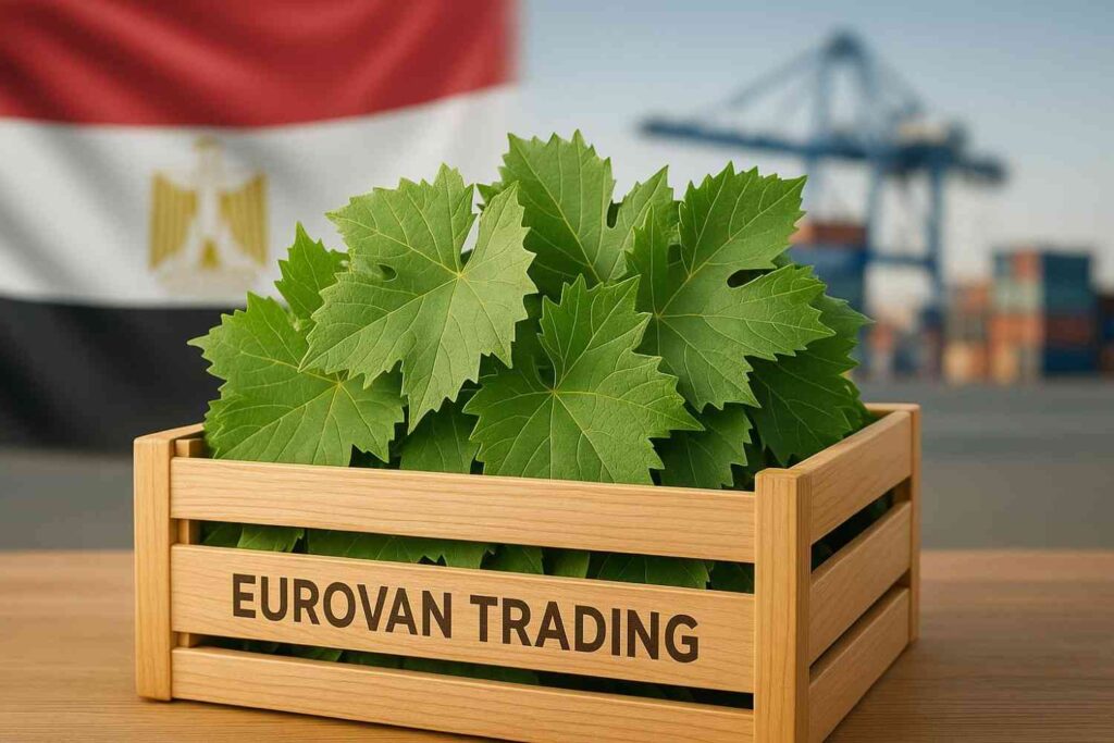 استيراد ورق عنب دليلك الشامل للتصدير إلى السعودية والإمارات مع Eurovan Trading