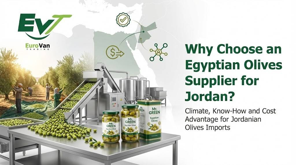 Why Choose an Egyptian Olives Supplier for Jordan
