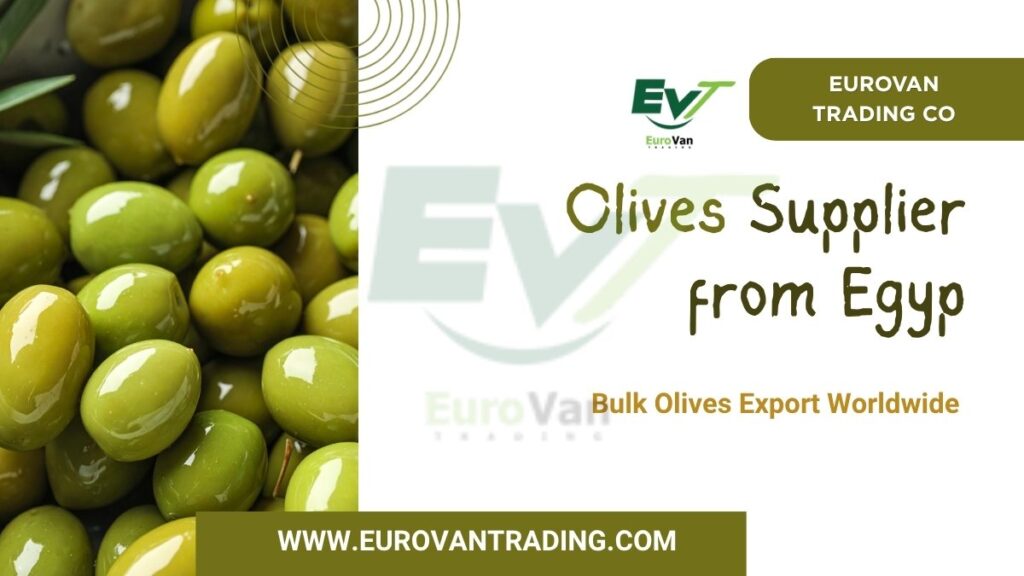 Olives Supplier from Egypt 2026 Bulk Olives Export Worldwide